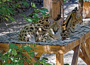 Опека над животным