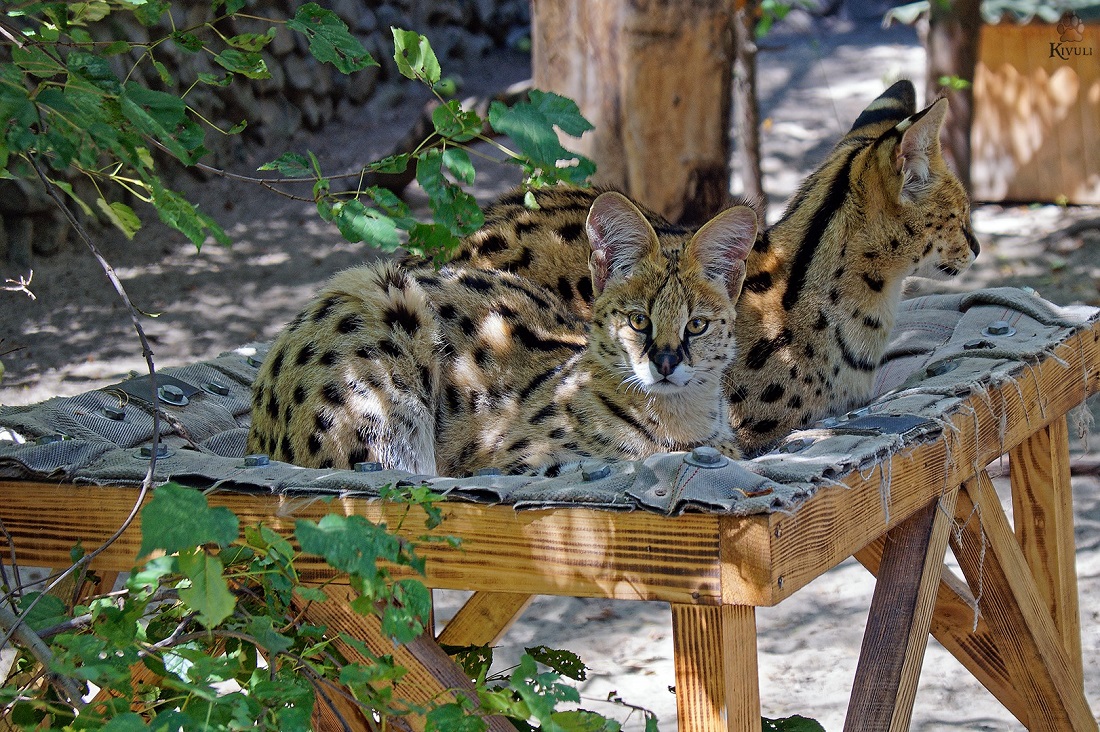Джайзири в зоопарке.