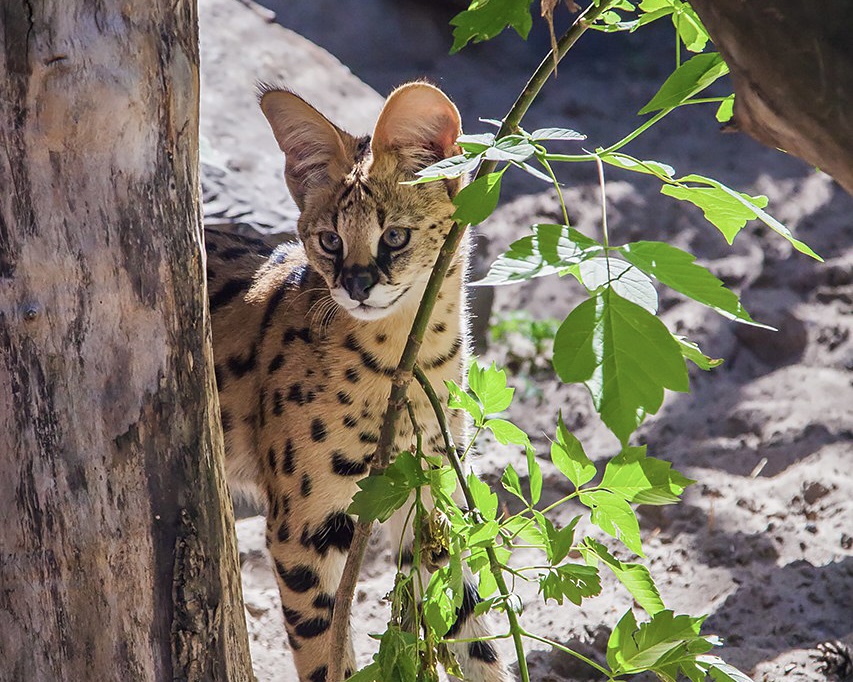 Джайзири в зоопарке.
